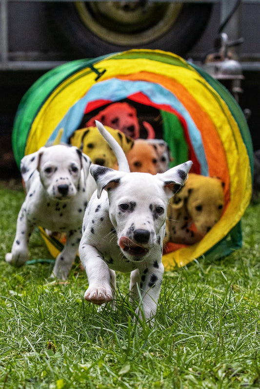 Dalmatian Puppy Shoot